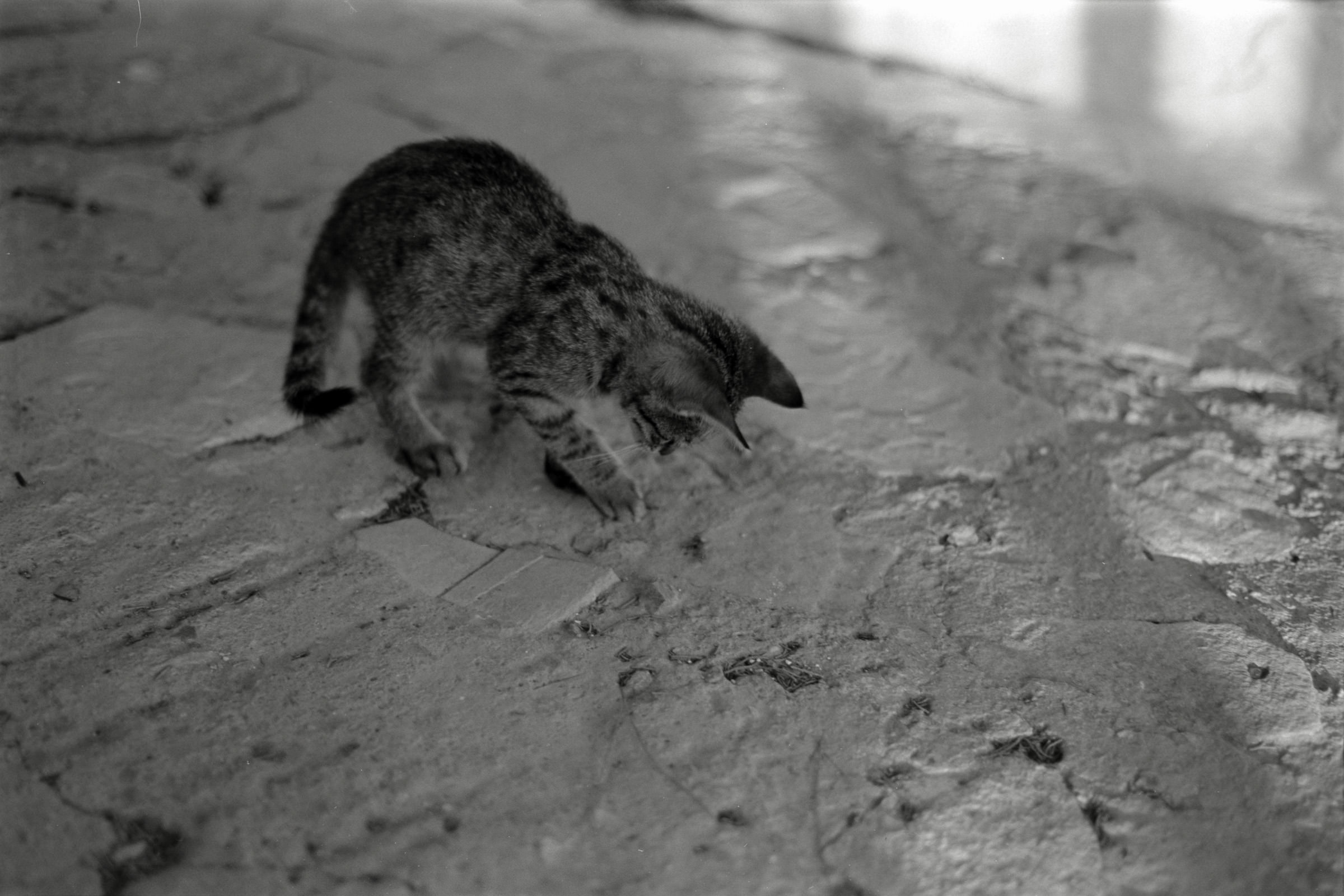 AHP F1991 09 003 sc240914 img14 NLP